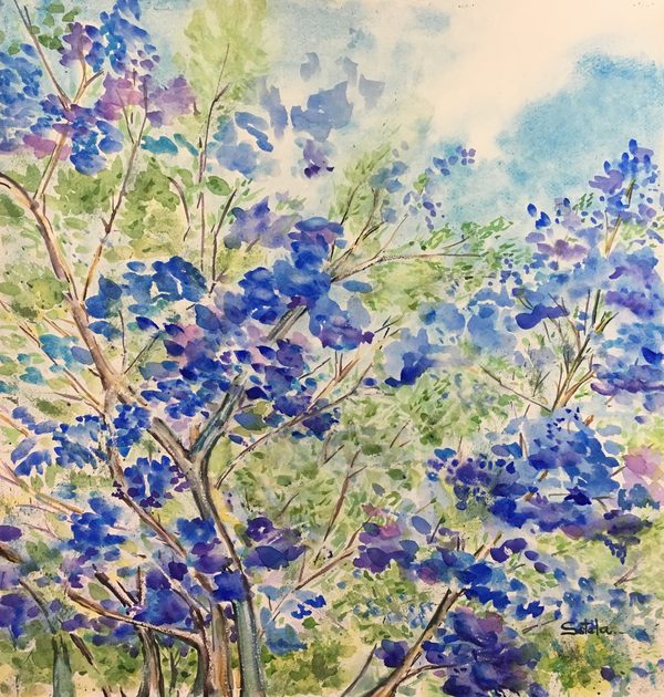 Jacaranda
